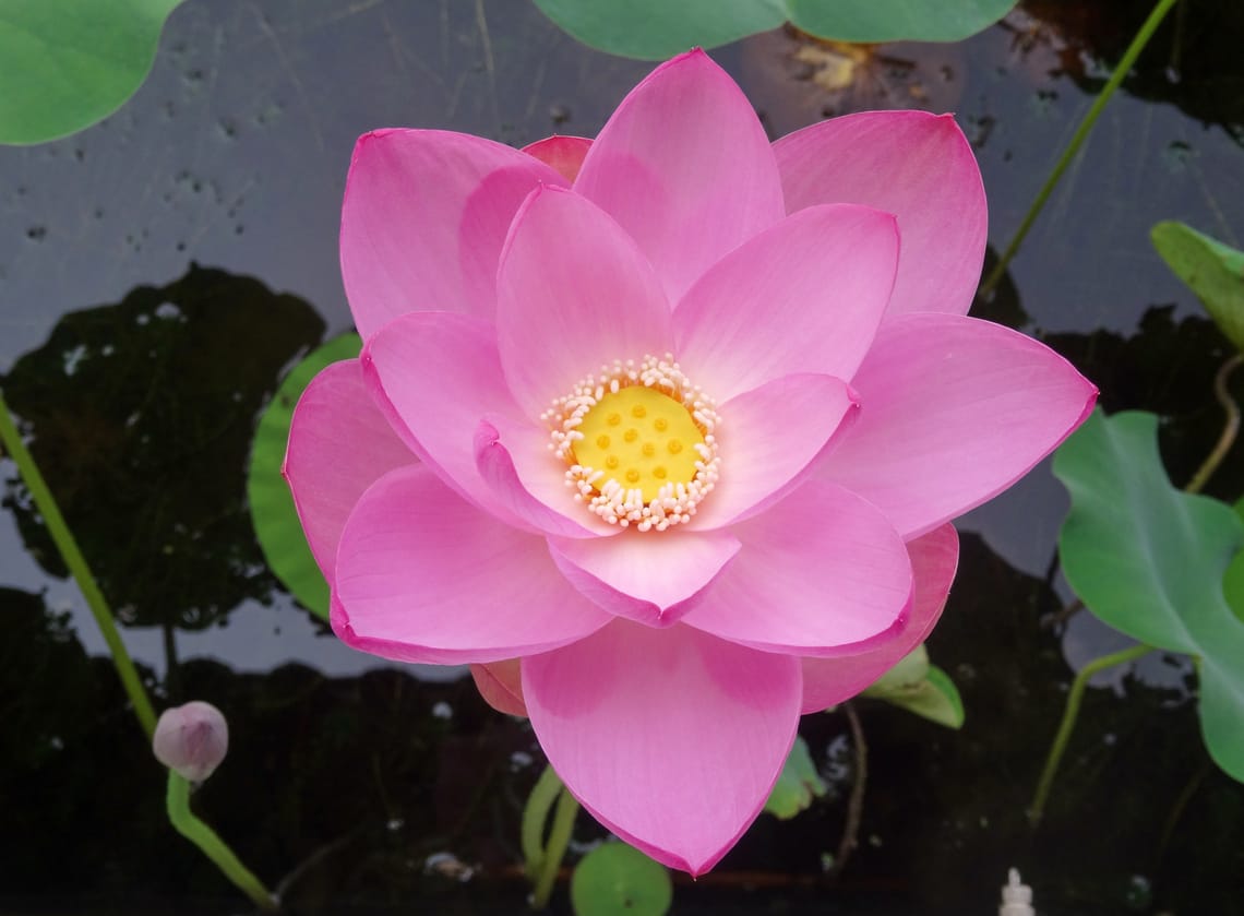 lotus begin