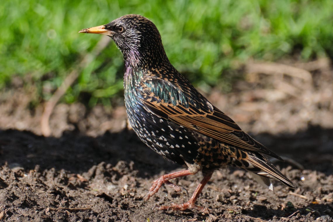 starling
