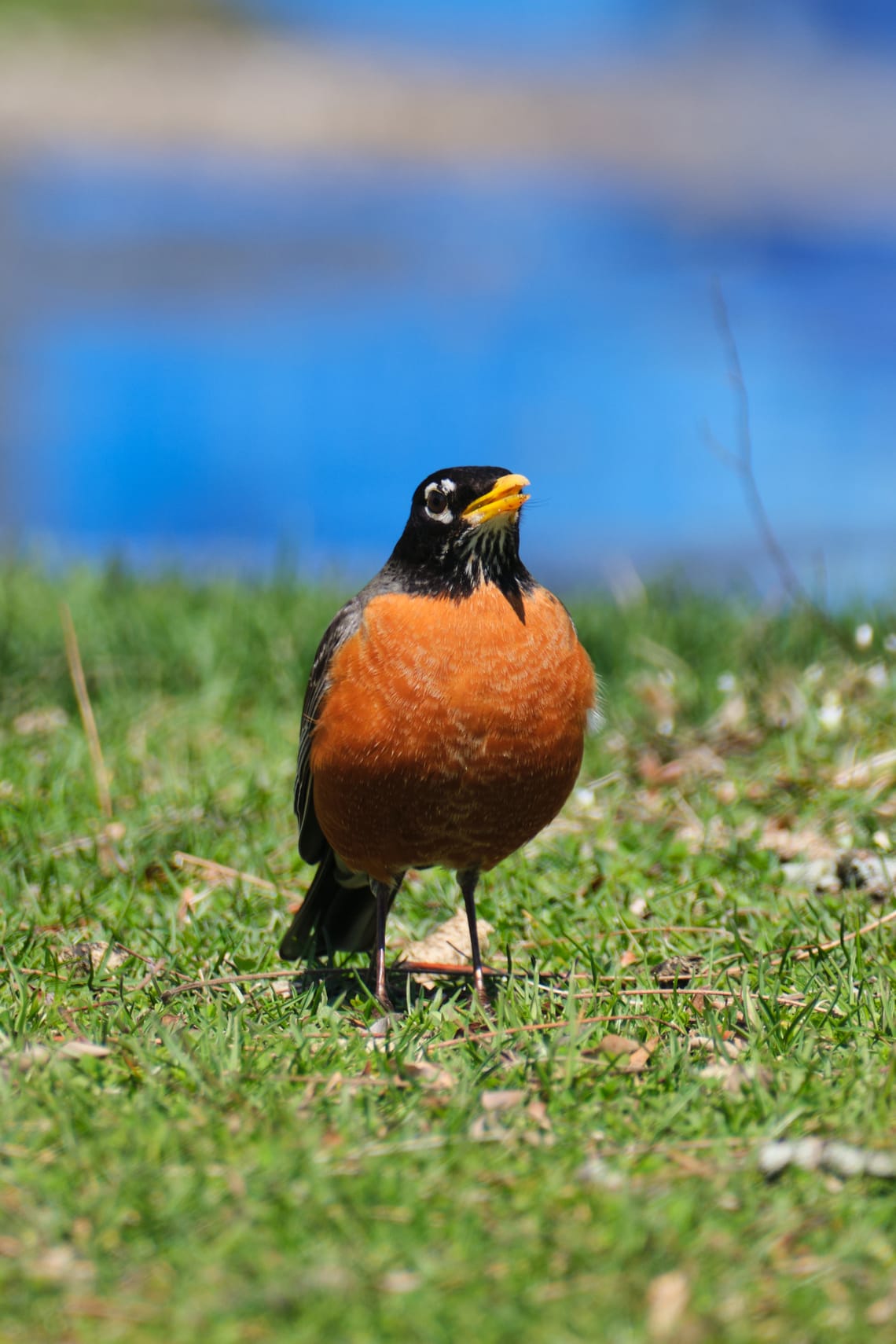 american robin