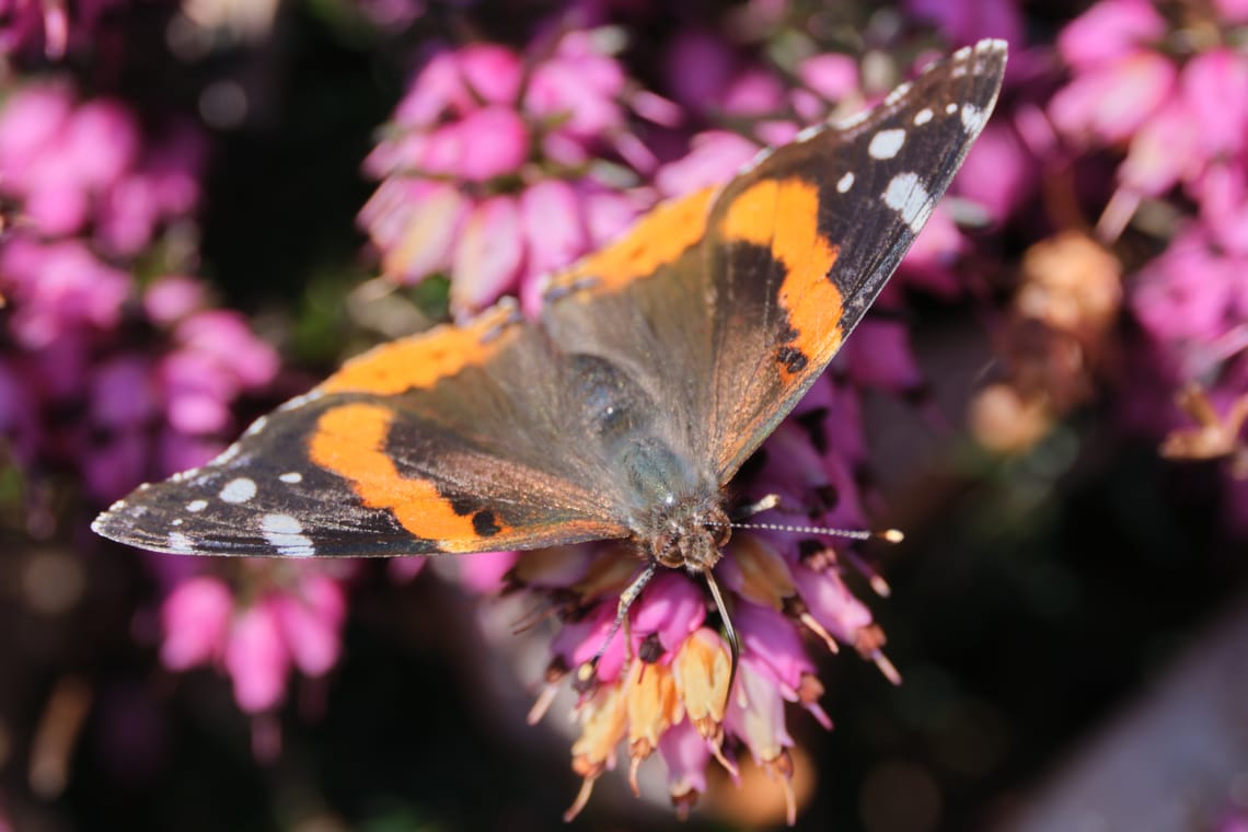 butterfly