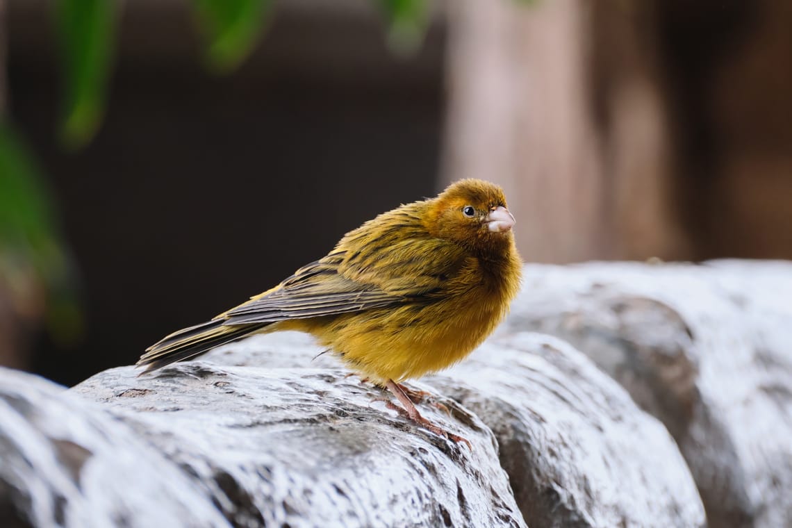 bird kingdom 2