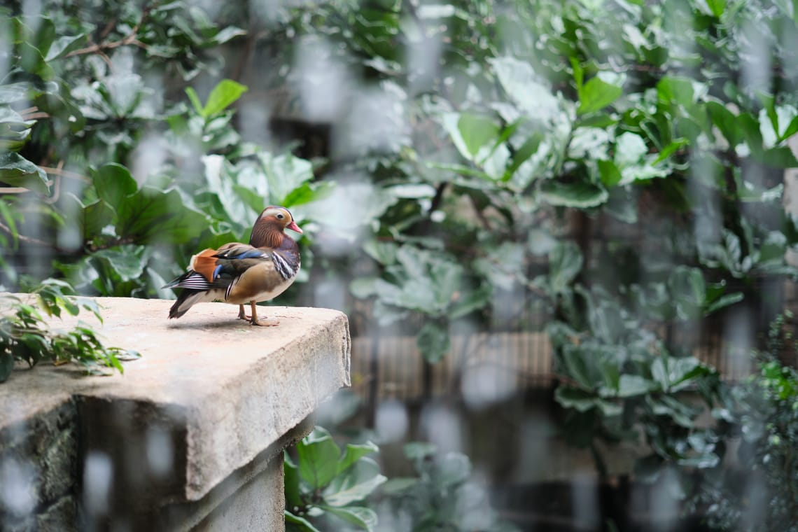 bird kingdom 3