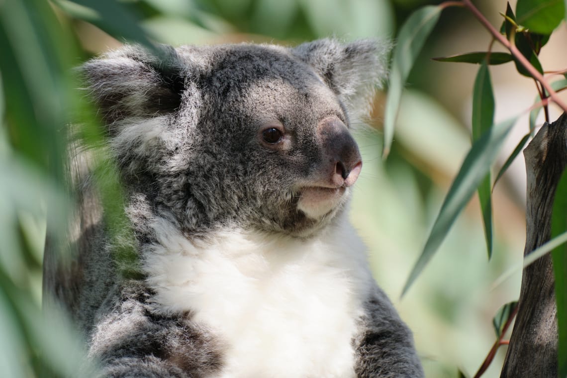 portrait of a koala
