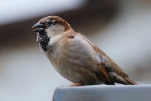 sparrow neighbors