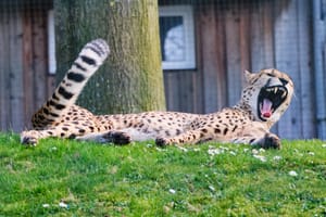sleepy cheetah
