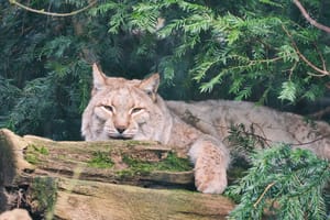 lazy lynx