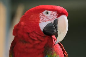 bird kingdom 1
