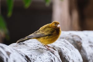 bird kingdom 2