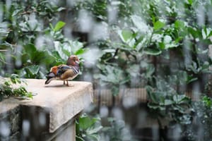 bird kingdom 3