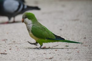el retiro