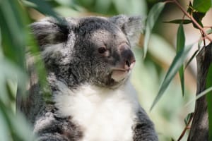 portrait of a koala