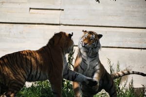 tiger spat